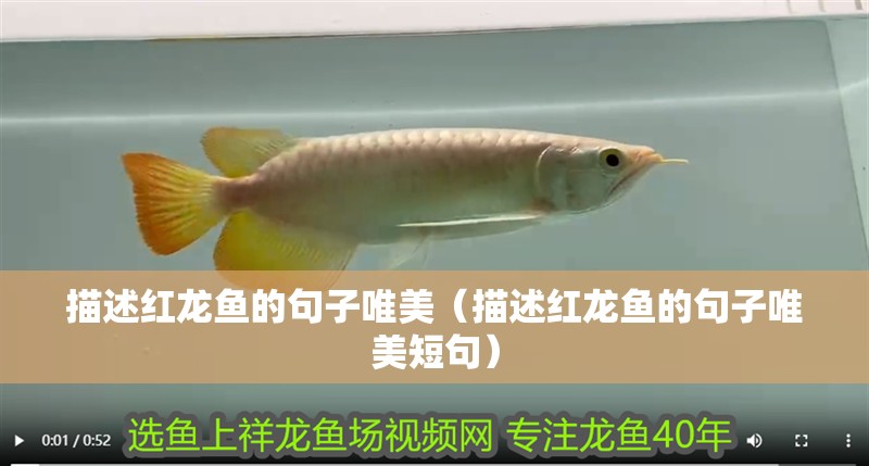 描述紅龍魚的句子唯美（描述紅龍魚的句子唯美短句）