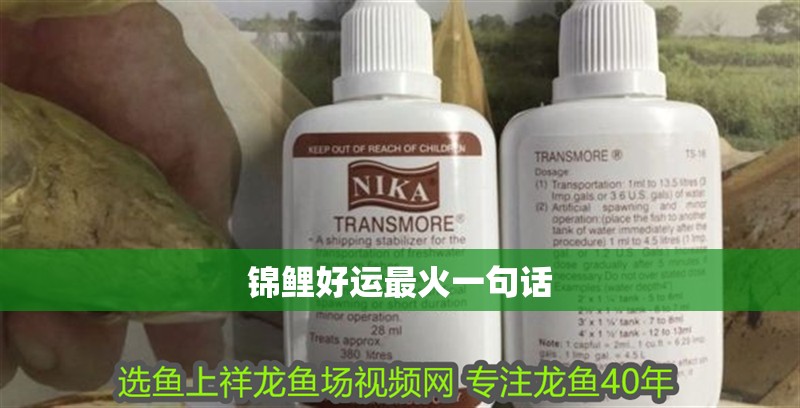 錦鯉好運最火一句話