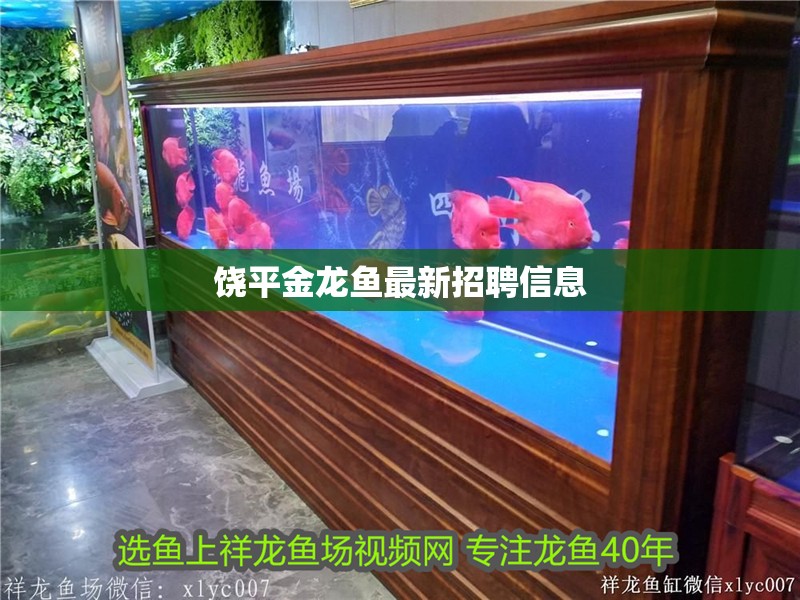 饒平金龍魚最新招聘信息