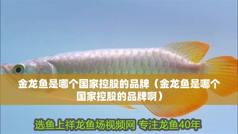 金龍魚是哪個國家控股的品牌（金龍魚是哪個國家控股的品牌啊）