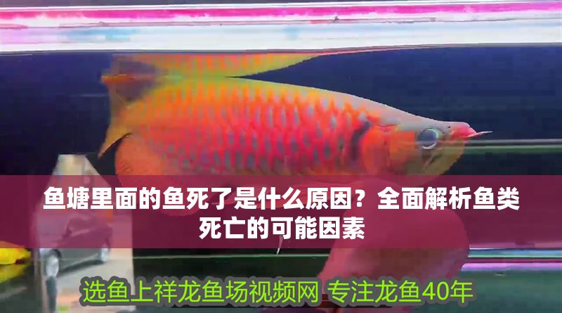 魚塘里面的魚死了是什么原因？全面解析魚類死亡的可能因素