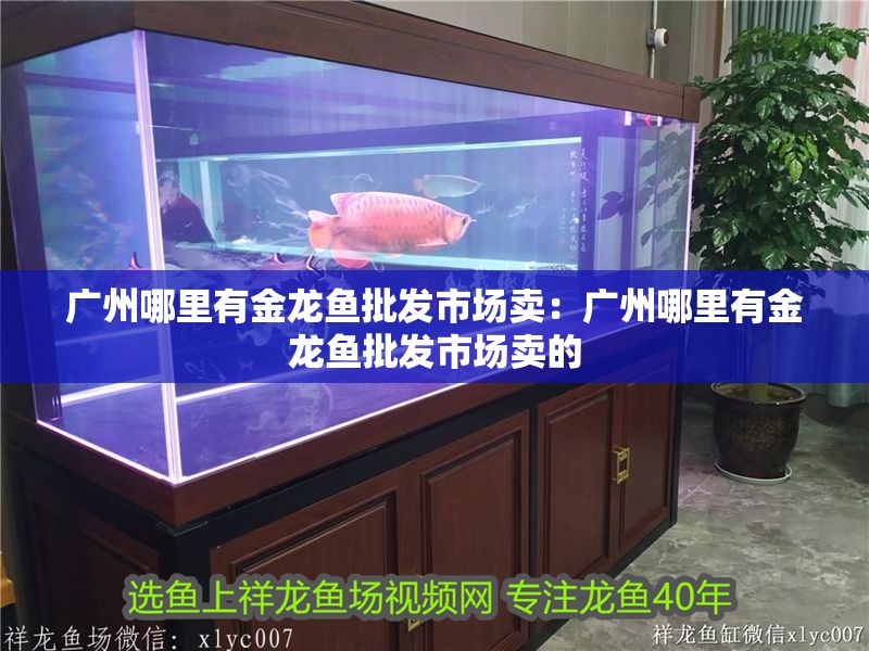 廣州哪里有金龍魚批發市場賣：廣州哪里有金龍魚批發市場賣的