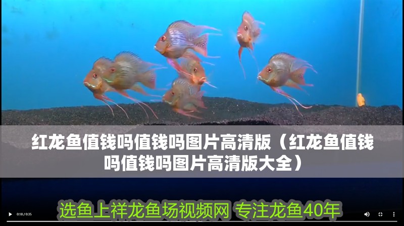 紅龍魚值錢嗎值錢嗎圖片高清版（紅龍魚值錢嗎值錢嗎圖片高清版大全）