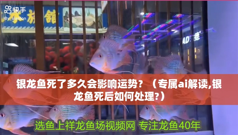 銀龍魚死了多久會(huì)影響運(yùn)勢(shì)？（專屬ai解讀,銀龍魚死后如何處理?）