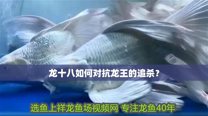 龍十八如何對(duì)抗龍王的追殺？