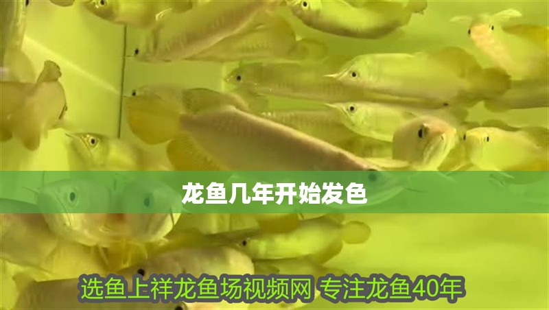 龍魚幾年開始發色