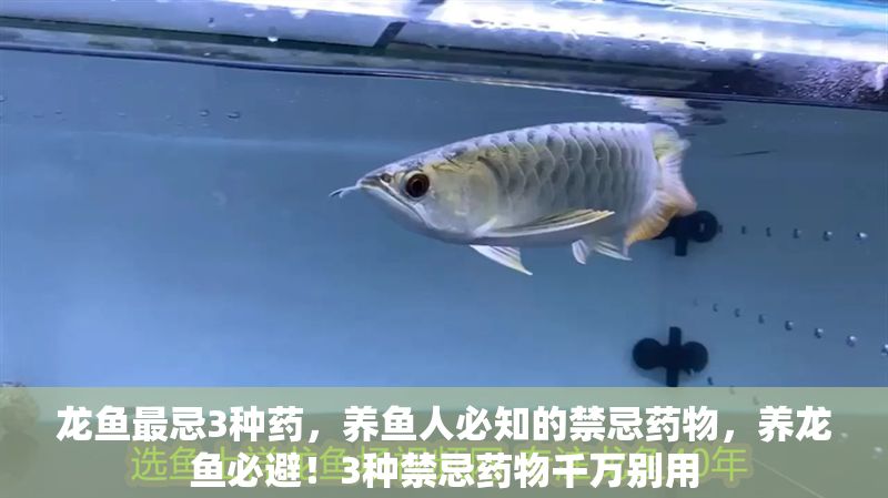 龍魚最忌3種藥，養(yǎng)魚人必知的禁忌藥物，養(yǎng)龍魚必避！3種禁忌藥物千萬別用