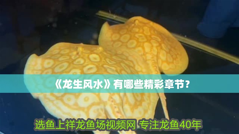 《龍生風水》有哪些精彩章節？
