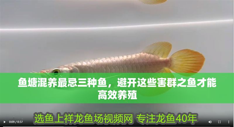 魚(yú)塘混養(yǎng)最忌三種魚(yú)，避開(kāi)這些害群之魚(yú)才能高效養(yǎng)殖