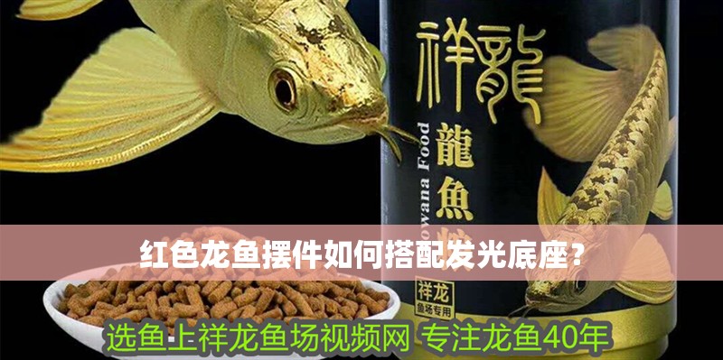 紅色龍魚擺件如何搭配發光底座？