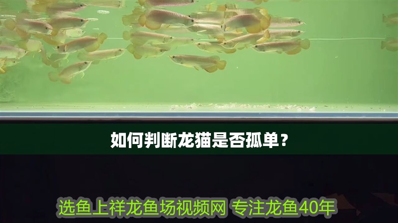 如何判斷龍貓是否孤單？