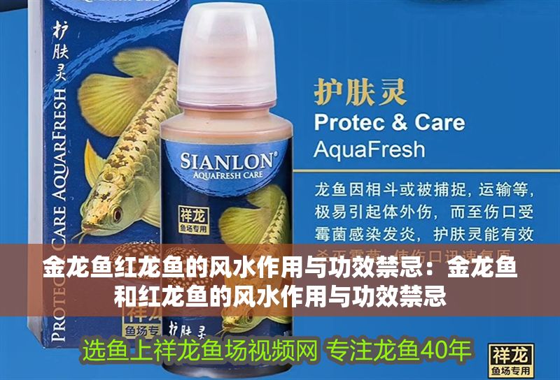 金龍魚紅龍魚的風(fēng)水作用與功效禁忌：金龍魚和紅龍魚的風(fēng)水作用與功效禁忌
