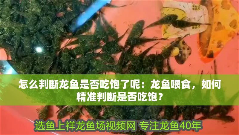 怎么判斷龍魚是否吃飽了呢：龍魚喂食，如何精準判斷是否吃飽？
