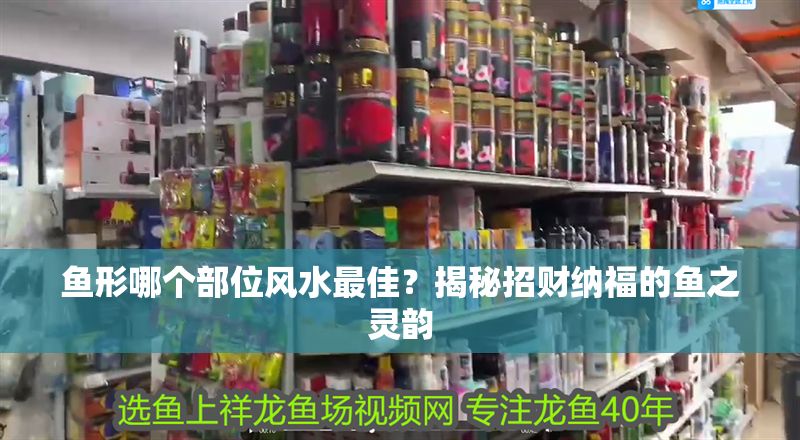 魚(yú)形哪個(gè)部位風(fēng)水最佳？揭秘招財(cái)納福的魚(yú)之靈韻