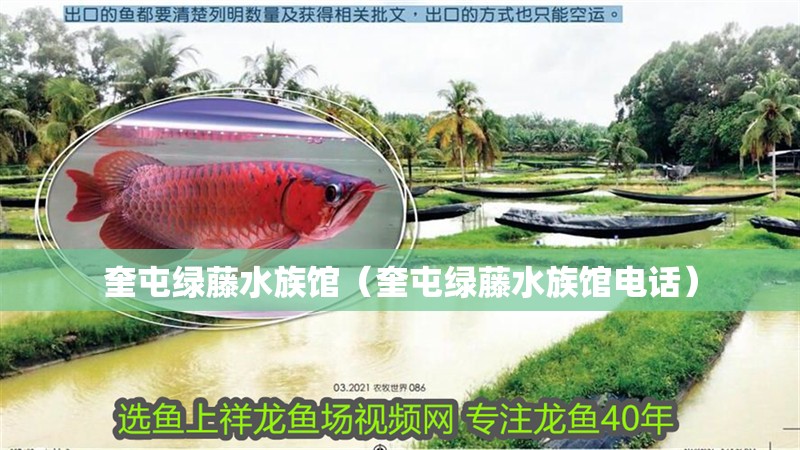 <strong><mark>奎屯</mark></strong>綠藤水族館（<strong><mark>奎屯</mark></strong>綠藤水族館電話）