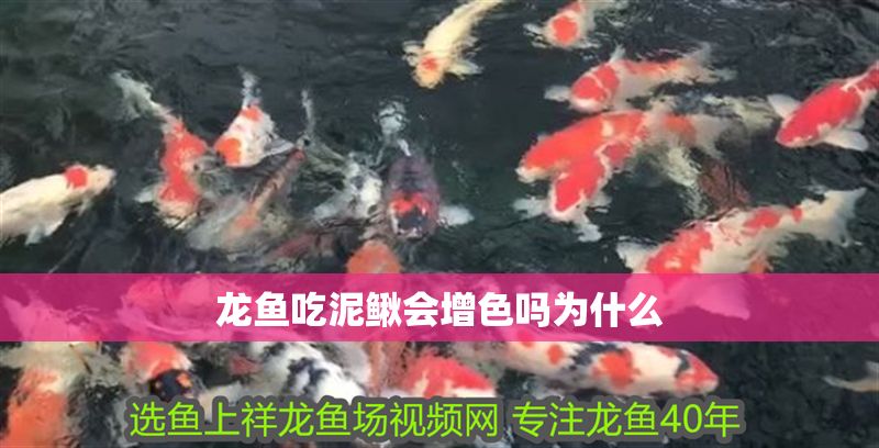 龍魚吃泥鰍會增色嗎為什么