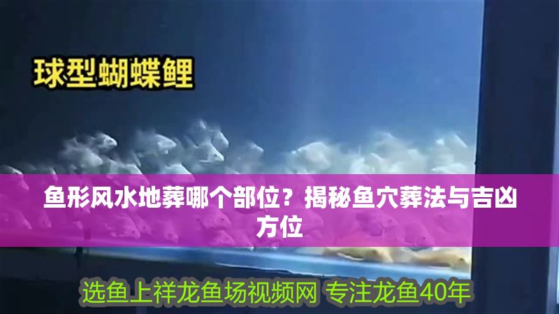 魚形風水地葬哪個部位？揭秘魚穴葬法與吉兇方位
