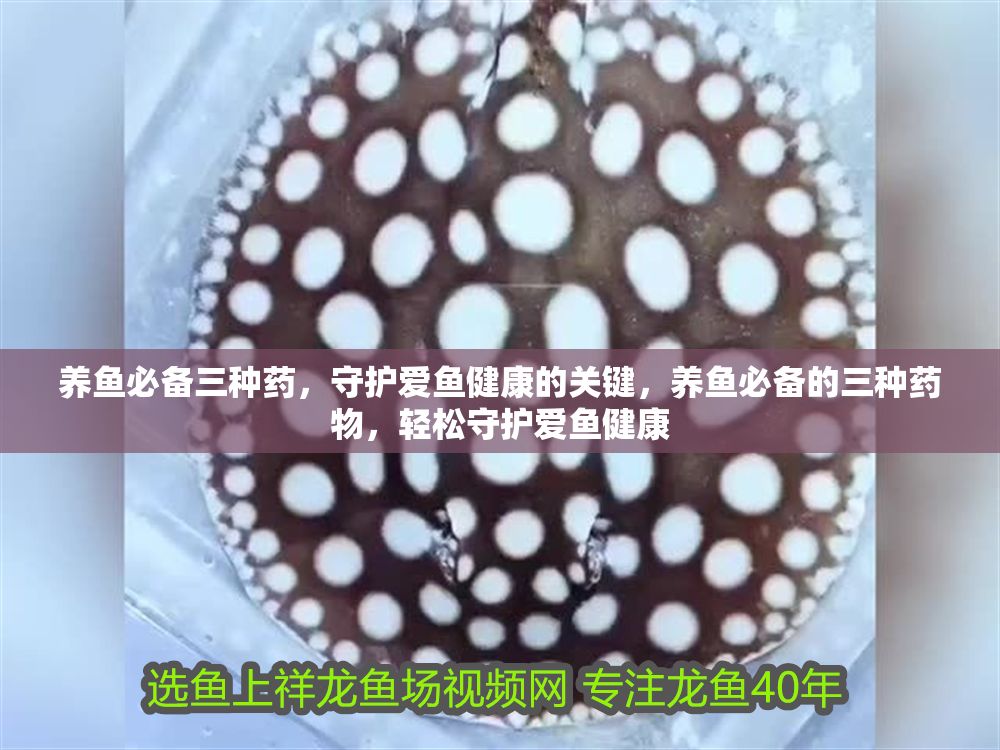 養(yǎng)魚必備三種藥，守護愛魚健康的關(guān)鍵，養(yǎng)魚必備的三種藥物，輕松守護愛魚健康