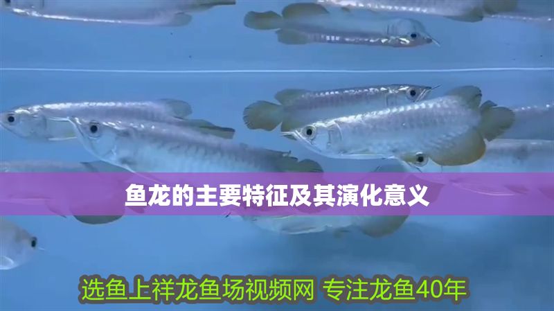魚龍的主要特征及其演化意義
