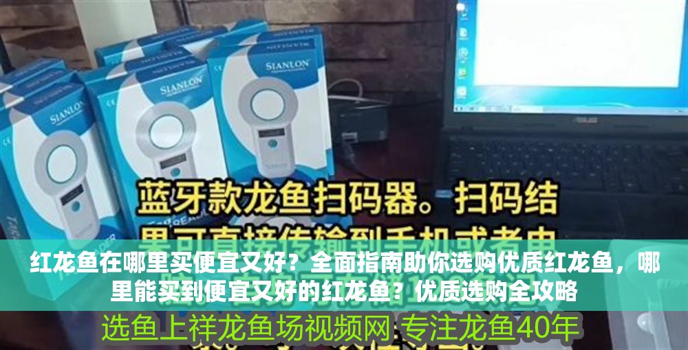 紅龍魚在哪里買便宜又好？全面指南助你選購優質紅龍魚，哪里能買到便宜又好的紅龍魚？優質選購全攻略