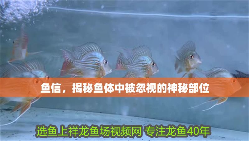魚信，揭秘魚體中被忽視的神秘部位