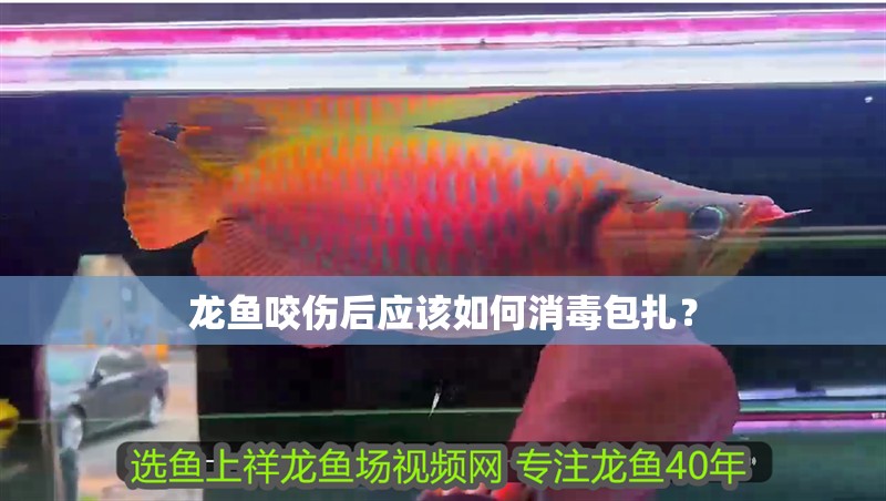 龍魚咬傷后應(yīng)該如何消毒包扎？