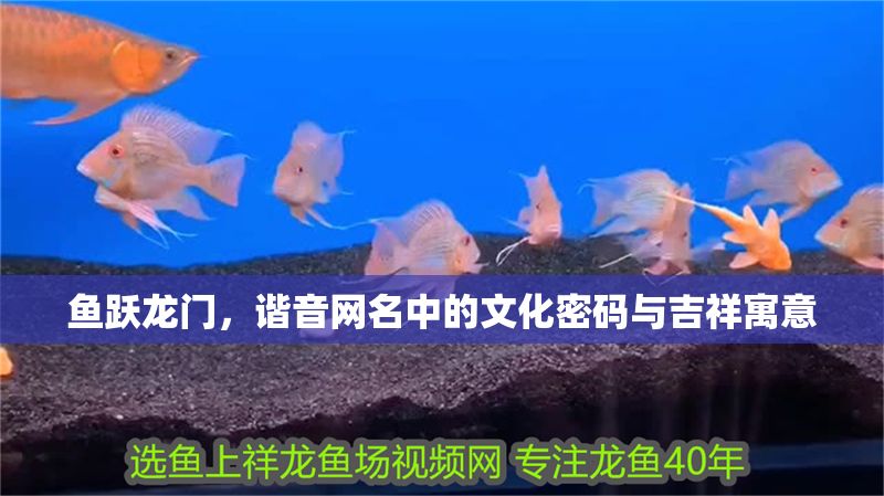 魚躍龍門，諧音網名中的文化密碼與吉祥寓意