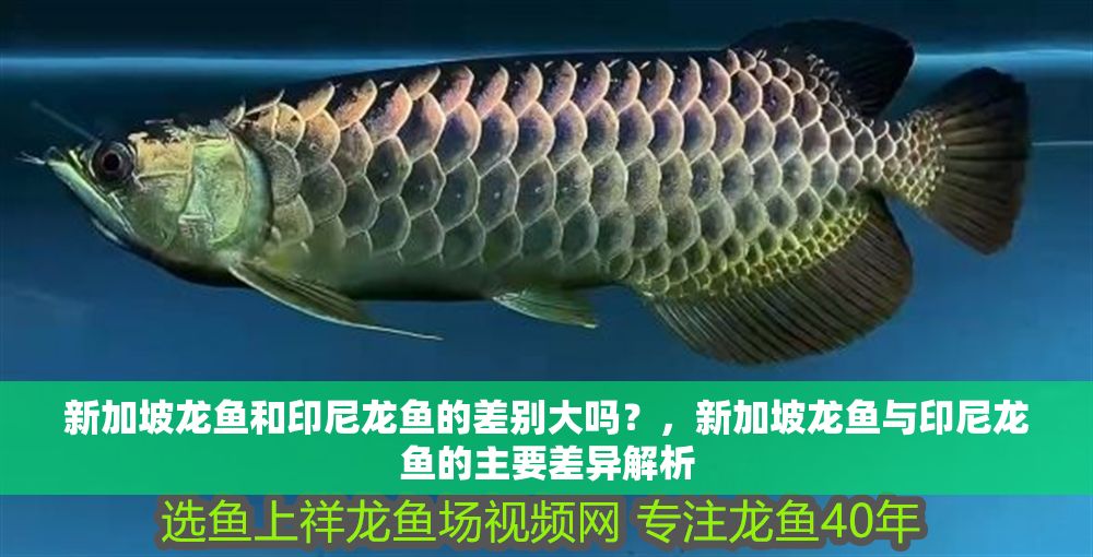新加坡龍魚和印尼龍魚的差別大嗎？，新加坡龍魚與印尼龍魚的主要差異解析