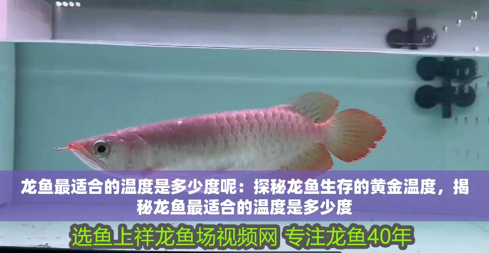 龍魚最適合的溫度是多少度呢：探秘龍魚生存的黃金溫度，揭秘龍魚最適合的溫度是多少度