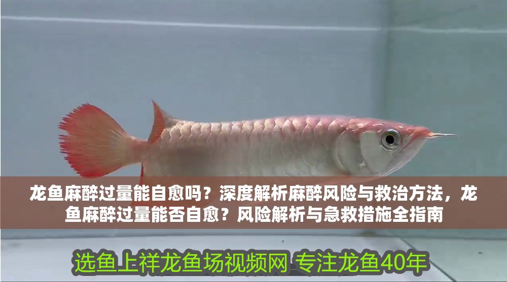 龍魚麻醉過量能自愈嗎？深度解析麻醉風(fēng)險與救治方法，龍魚麻醉過量能否自愈？風(fēng)險解析與急救措施全指南