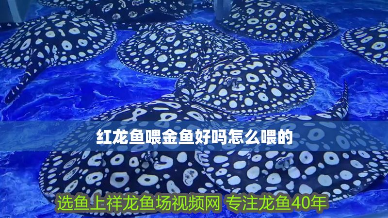 紅龍魚喂金魚好嗎怎么喂的