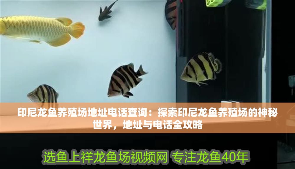 印尼龍魚養(yǎng)殖場(chǎng)地址電話查詢：探索印尼龍魚養(yǎng)殖場(chǎng)的神秘世界，地址與電話全攻略