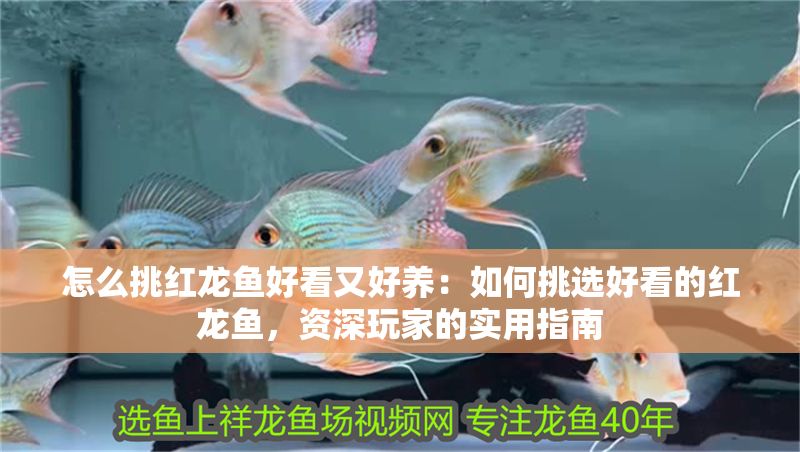 怎么挑紅龍魚(yú)好看又好養(yǎng)：如何挑選好看的紅龍魚(yú)，資深玩家的實(shí)用指南