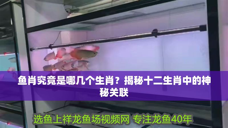 魚肖究竟是哪幾個生肖？揭秘十二生肖中的神秘關聯