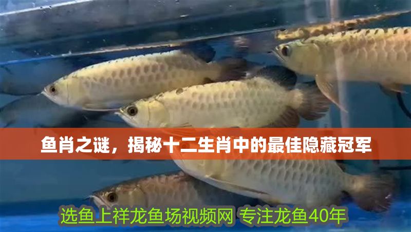 魚肖之謎，揭秘十二生肖中的最佳隱藏冠軍