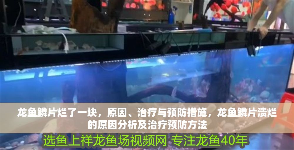 龍魚鱗片爛了一塊，原因、治療與預防措施，龍魚鱗片潰爛的原因分析及治療預防方法
