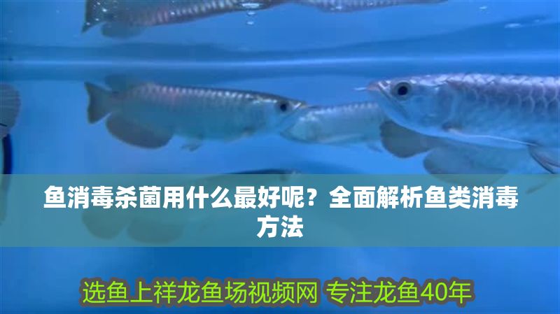 魚消毒殺菌用什么最好呢？全面解析魚類消毒方法