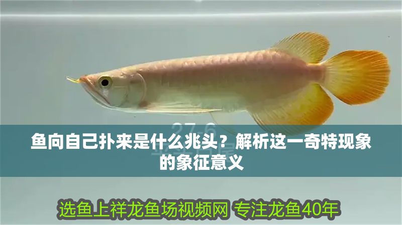 魚向自己撲來是什么兆頭？解析這一奇特現(xiàn)象的象征意義