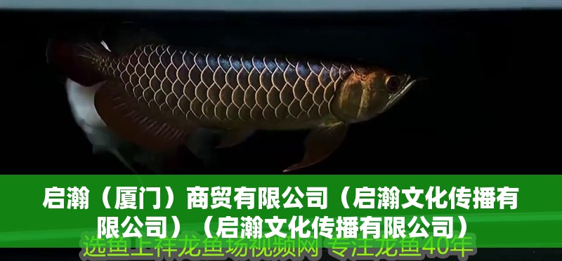 龍魚怕什么 啟瀚(廈門)商貿有限公司(啟瀚文化傳播有限公司)(啟瀚文化傳播有限公司) 全國水族館企業名錄 啟瀚(廈門)商貿有限公司(啟瀚文化傳播有限公司)(啟瀚文化傳播有限公司) 啟瀚(廈門)商貿有限公司(啟瀚文化傳播有限公司)(啟瀚文化傳播有限公司) 全國水族館企業名錄