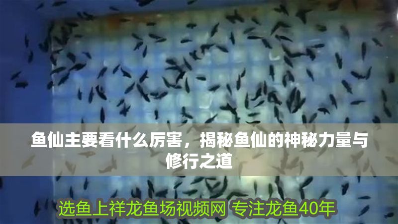 魚仙主要看什么厲害，揭秘魚仙的神秘力量與修行之道