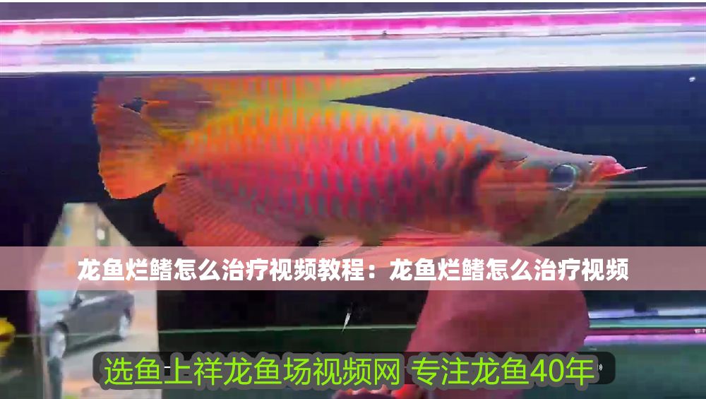 龍魚(yú)爛鰭怎么治療視頻教程：龍魚(yú)爛鰭怎么治療視頻