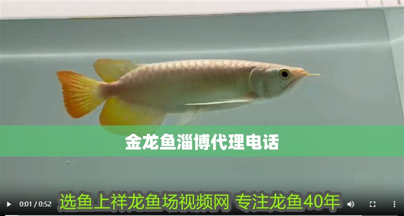金龍魚淄博代理電話