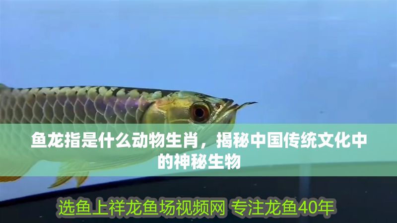魚龍指是什么動物生肖，揭秘中國傳統文化中的神秘生物