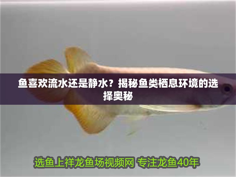 魚喜歡流水還是靜水？揭秘魚類棲息環境的選擇奧秘