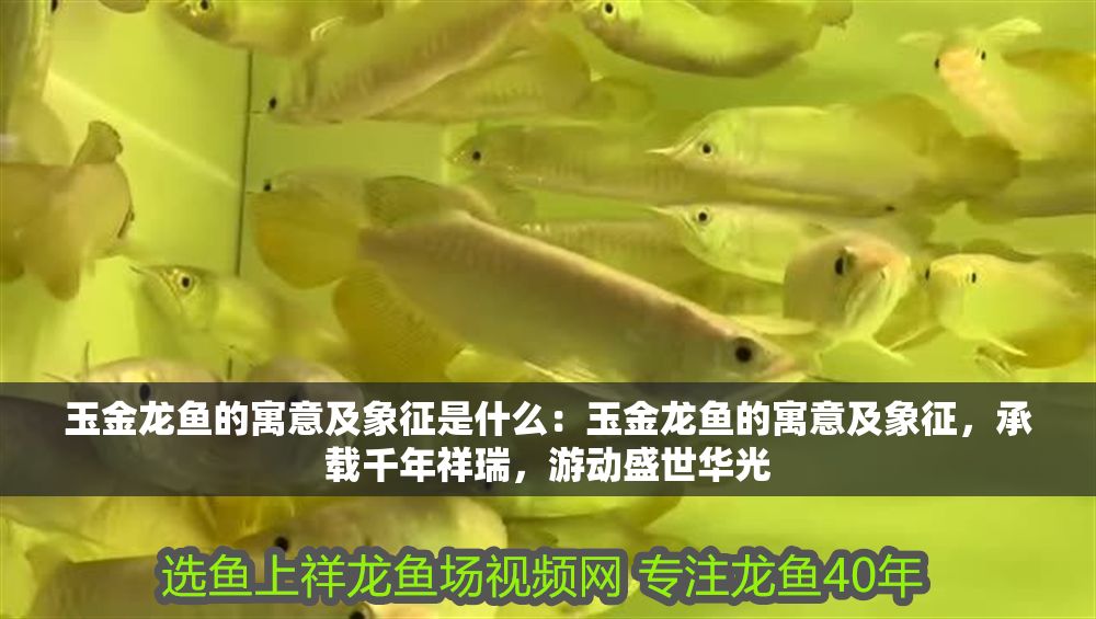 玉金龍魚的寓意及象征是什么：玉金龍魚的寓意及象征，承載千年祥瑞，游動盛世華光