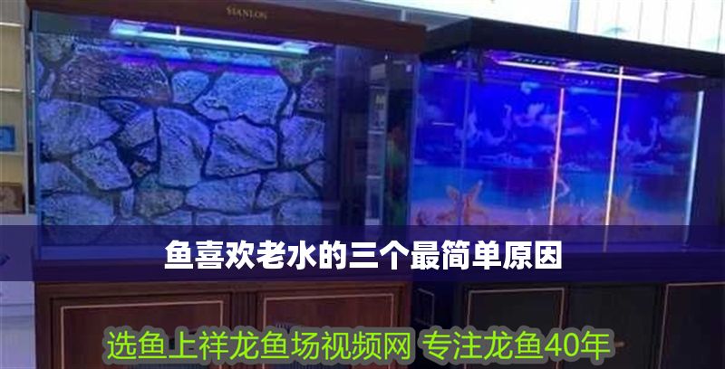 魚喜歡老水的三個最簡單原因 魚喜歡老水的三個最簡單原因 龍魚百科 第1張