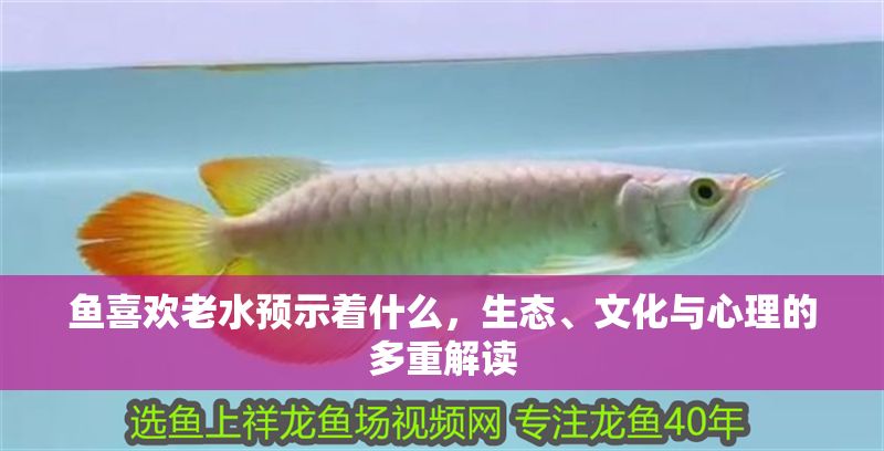 魚喜歡老水預示著什么，生態、文化與心理的多重解讀