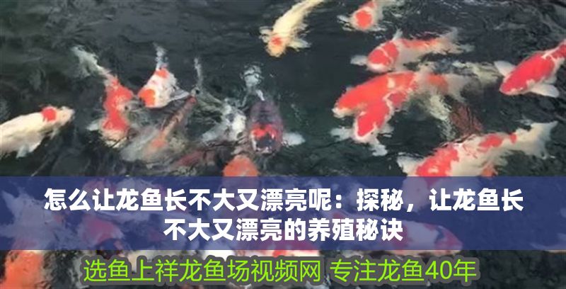 怎么讓龍魚長不大又漂亮呢：探秘，讓龍魚長不大又漂亮的養殖秘訣