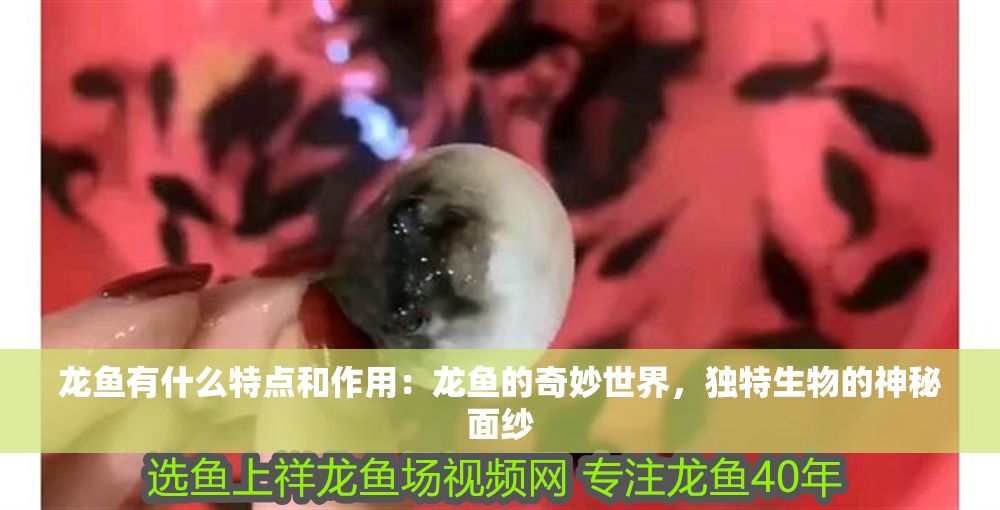 龍魚有什么特點和作用：龍魚的奇妙世界，獨特生物的神秘面紗
