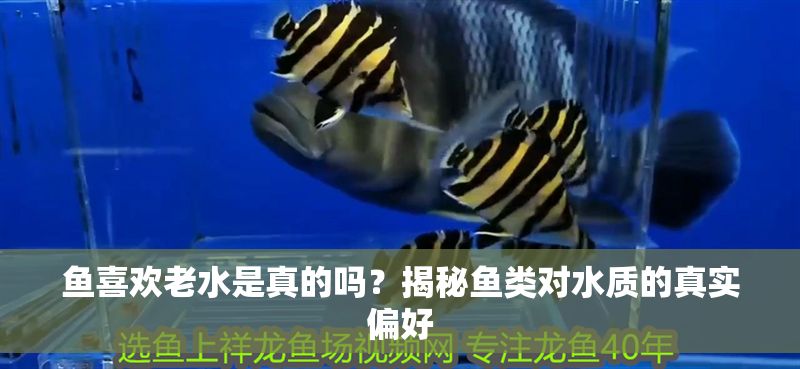 魚喜歡老水是真的嗎？揭秘魚類對水質的真實偏好